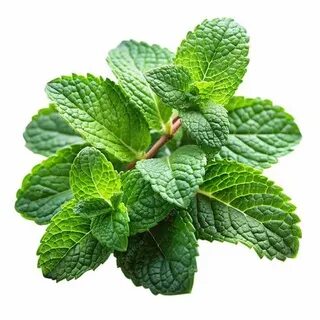 تصویر 4 از فروشگاه آنلاین سبزی نعنا خشک اعلا + قیمت لحظه ای